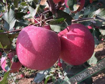 wangxianghong apple